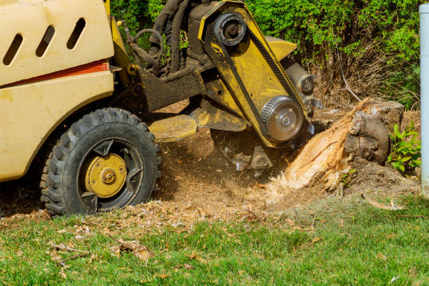 Large Tree Removal in Powdersville, SC